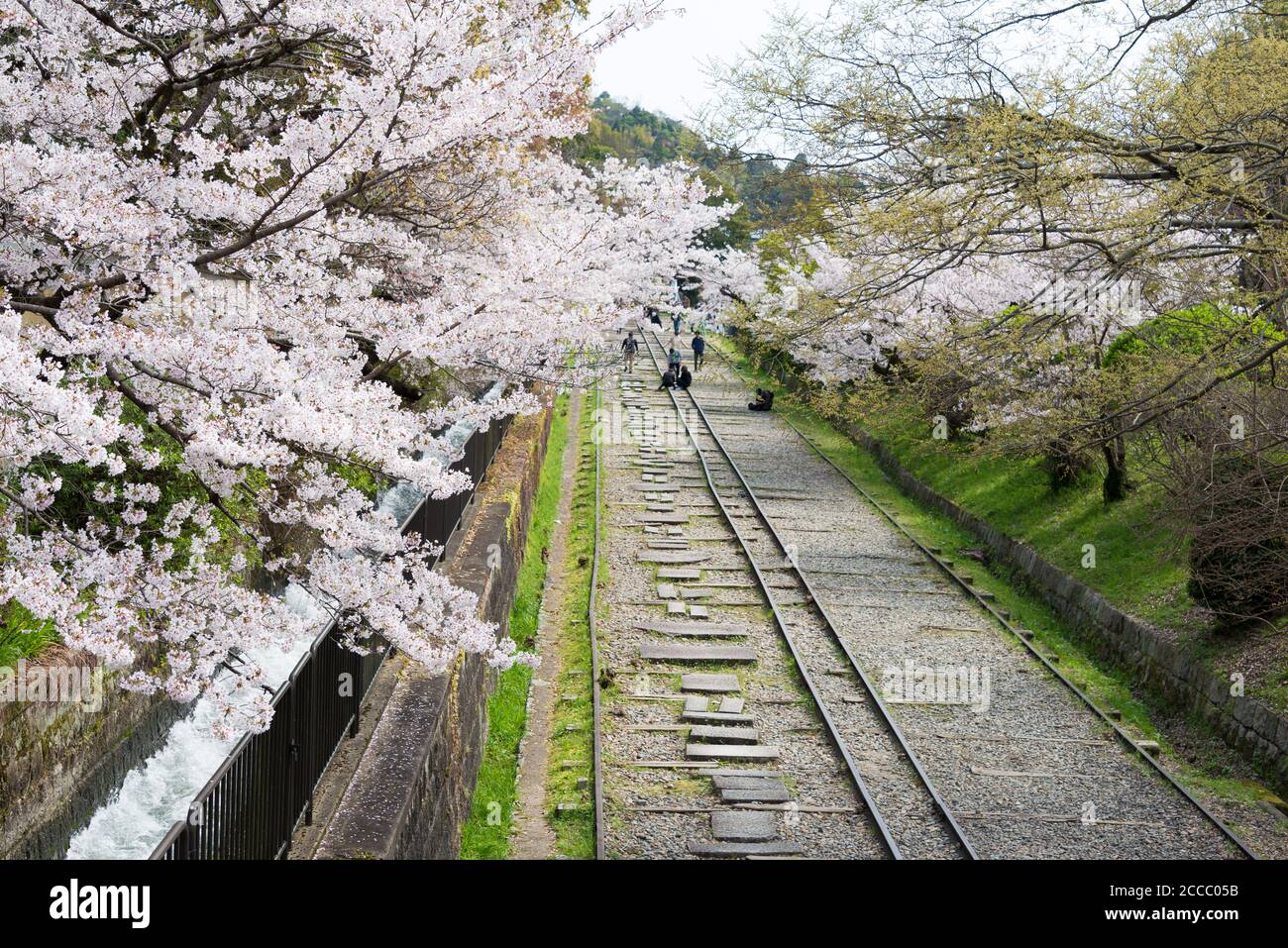 Fioritura dei ciliegi lungo il sito di Keage Incline a Kyoto, Giappone. Keage Incline è uno dei posti migliori per godersi la stagione della fioritura dei ciliegi a Kyoto. Foto Stock