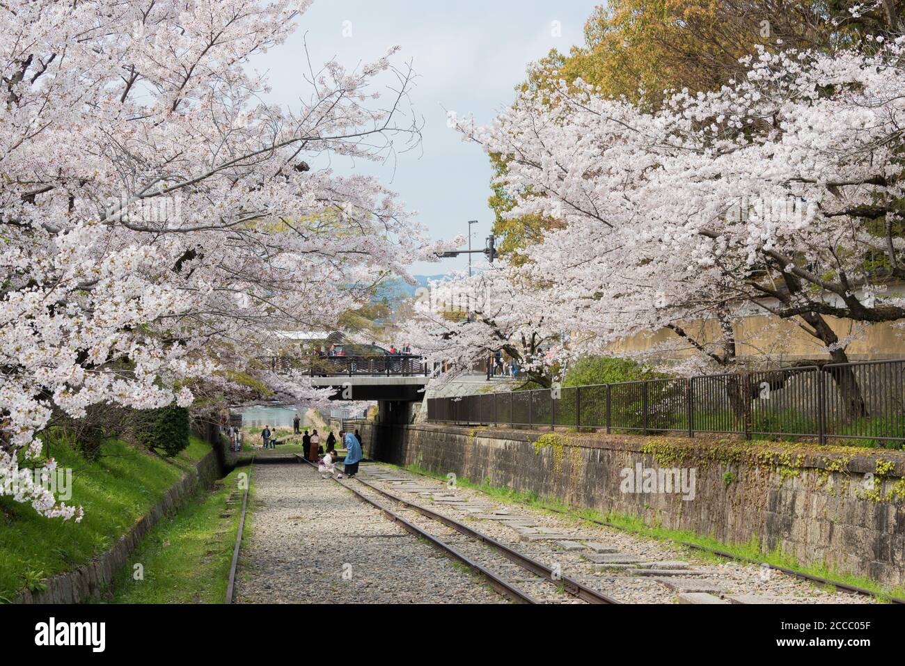 Fioritura dei ciliegi lungo il sito di Keage Incline a Kyoto, Giappone. Keage Incline è uno dei posti migliori per godersi la stagione della fioritura dei ciliegi a Kyoto. Foto Stock