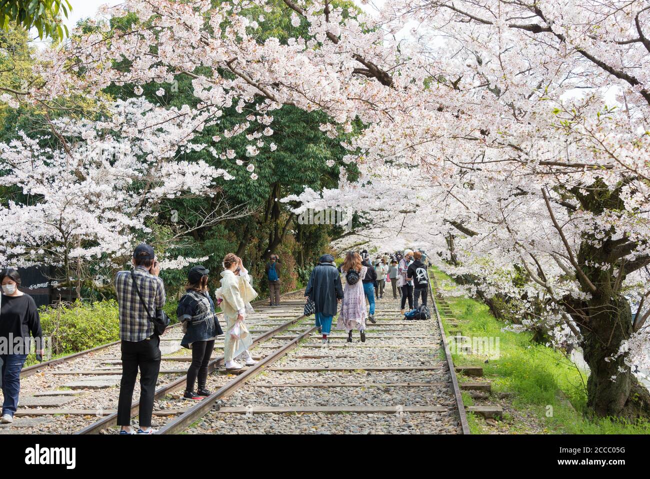 Fioritura dei ciliegi lungo il sito di Keage Incline a Kyoto, Giappone. Keage Incline è uno dei posti migliori per godersi la stagione della fioritura dei ciliegi a Kyoto. Foto Stock