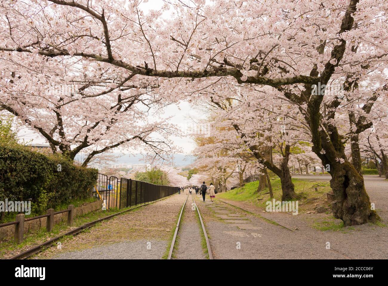 Fioritura dei ciliegi lungo il sito di Keage Incline a Kyoto, Giappone. Keage Incline è uno dei posti migliori per godersi la stagione della fioritura dei ciliegi a Kyoto. Foto Stock