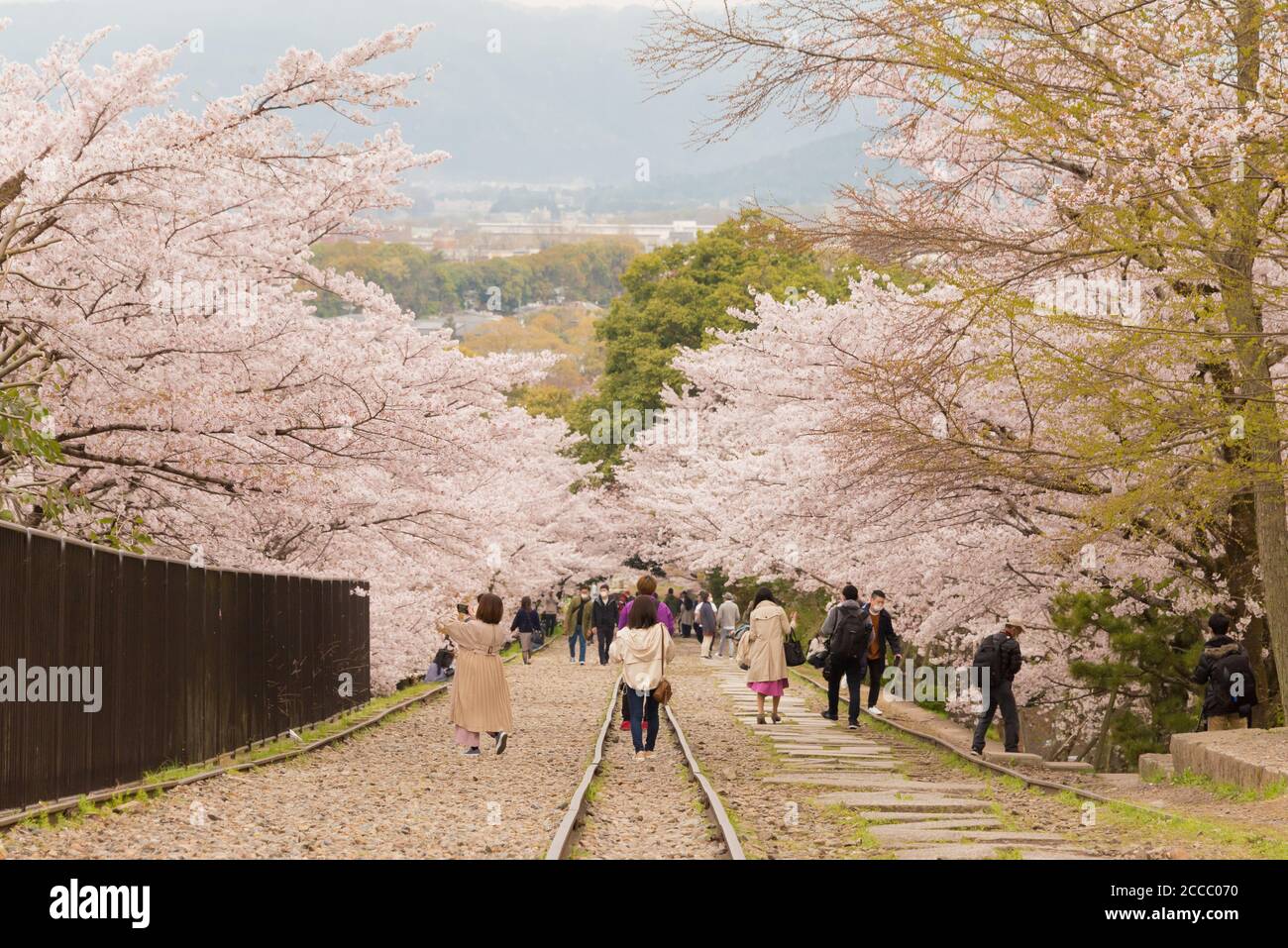 Fioritura dei ciliegi lungo il sito di Keage Incline a Kyoto, Giappone. Keage Incline è uno dei posti migliori per godersi la stagione della fioritura dei ciliegi a Kyoto. Foto Stock
