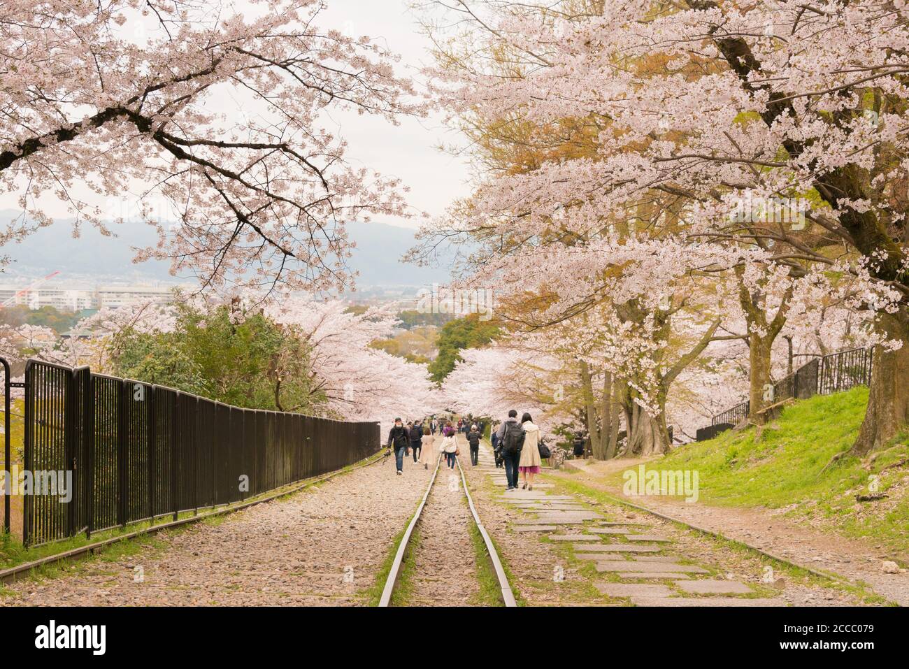 Fioritura dei ciliegi lungo il sito di Keage Incline a Kyoto, Giappone. Keage Incline è uno dei posti migliori per godersi la stagione della fioritura dei ciliegi a Kyoto. Foto Stock