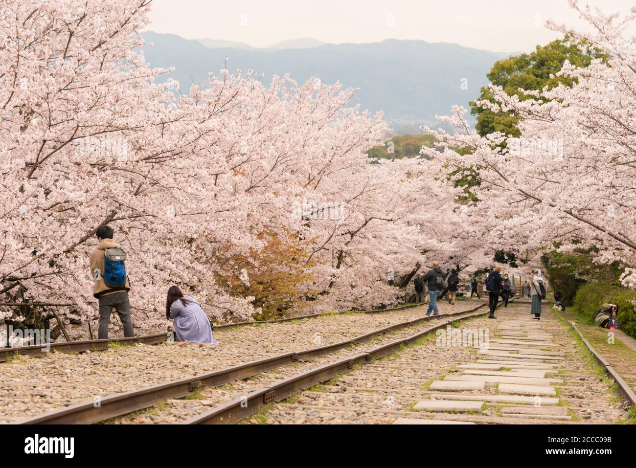 Fioritura dei ciliegi lungo il sito di Keage Incline a Kyoto, Giappone. Keage Incline è uno dei posti migliori per godersi la stagione della fioritura dei ciliegi a Kyoto. Foto Stock