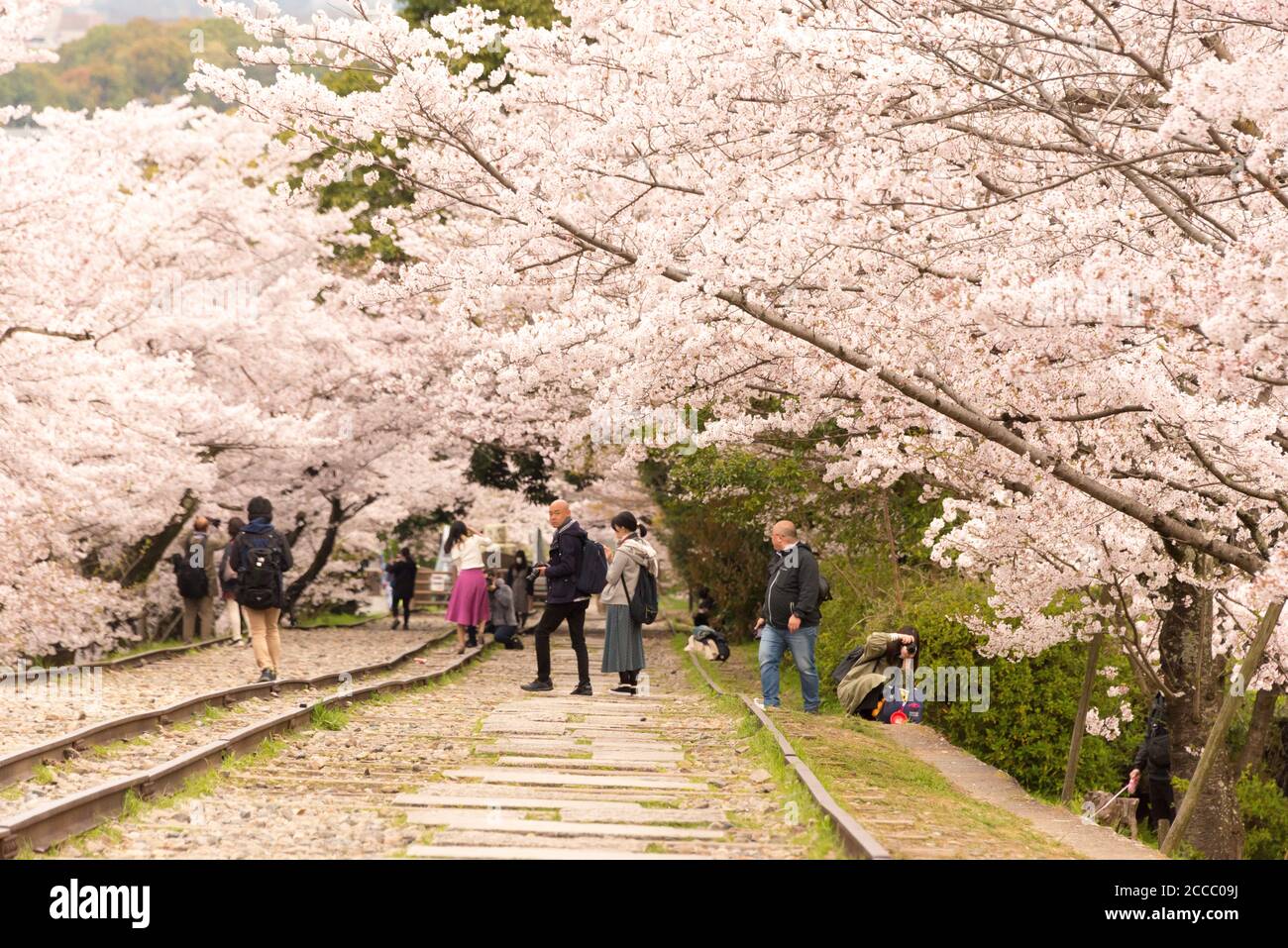 Fioritura dei ciliegi lungo il sito di Keage Incline a Kyoto, Giappone. Keage Incline è uno dei posti migliori per godersi la stagione della fioritura dei ciliegi a Kyoto. Foto Stock