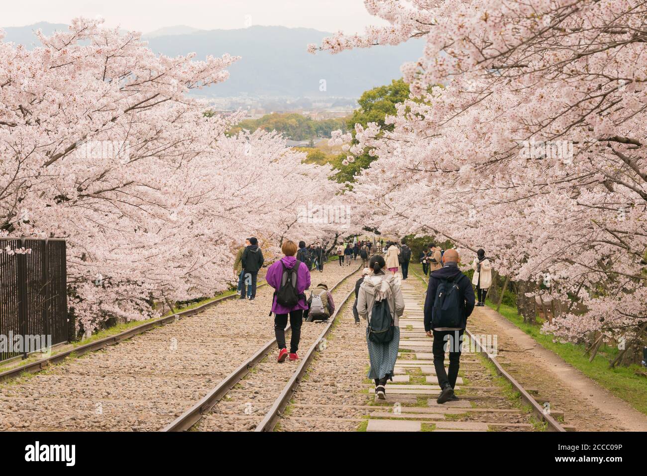 Fioritura dei ciliegi lungo il sito di Keage Incline a Kyoto, Giappone. Keage Incline è uno dei posti migliori per godersi la stagione della fioritura dei ciliegi a Kyoto. Foto Stock