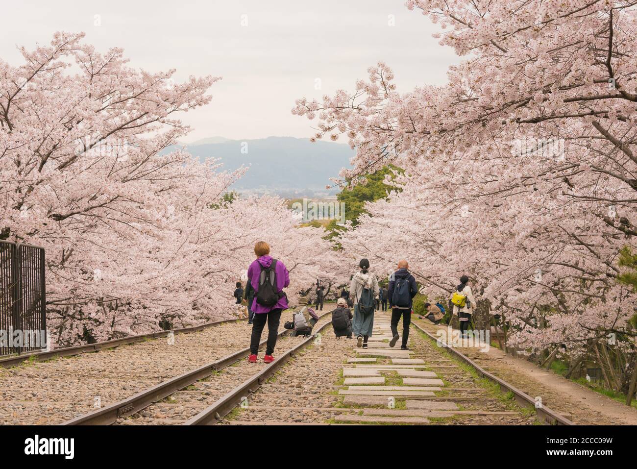 Fioritura dei ciliegi lungo il sito di Keage Incline a Kyoto, Giappone. Keage Incline è uno dei posti migliori per godersi la stagione della fioritura dei ciliegi a Kyoto. Foto Stock