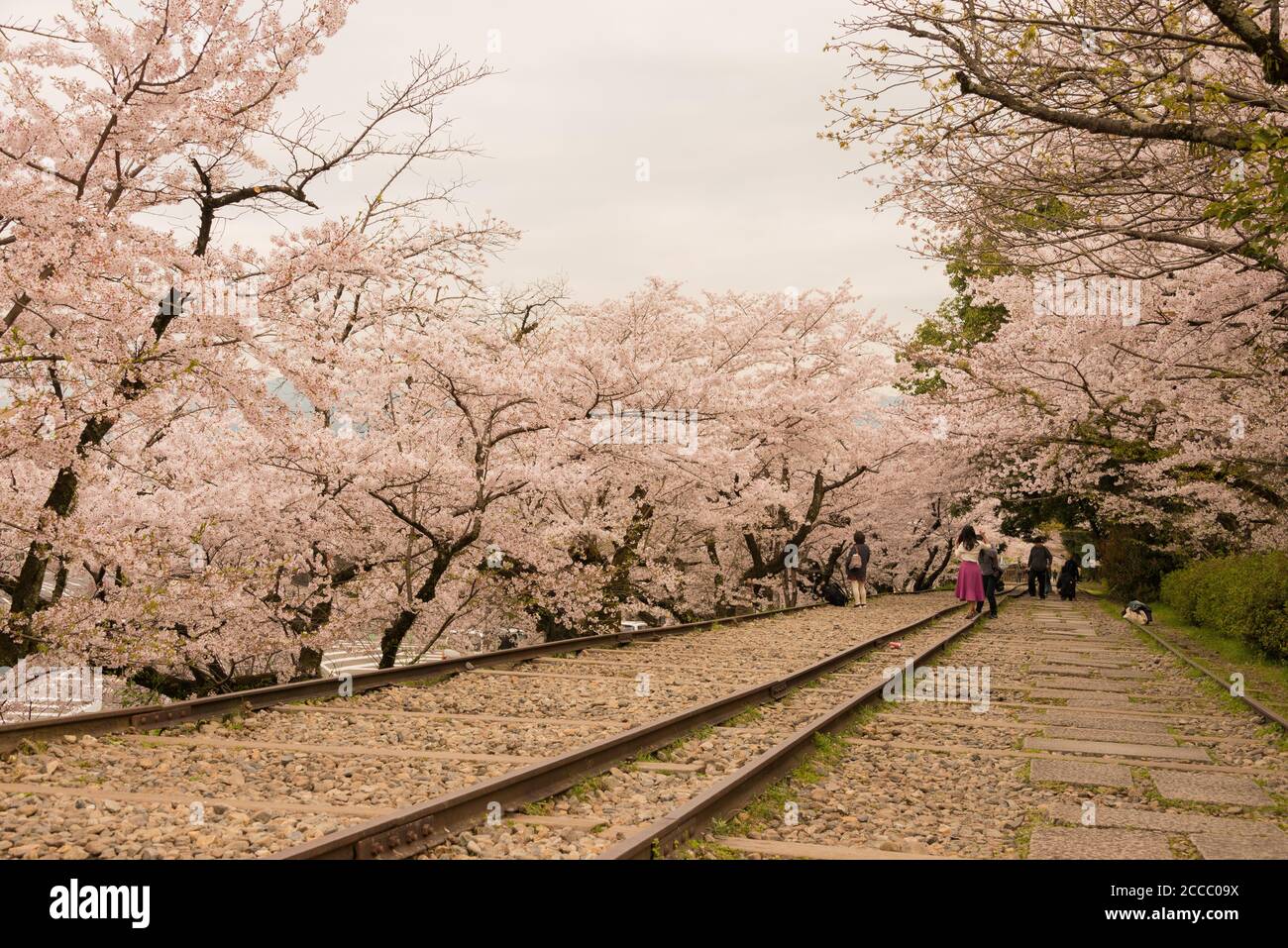 Fioritura dei ciliegi lungo il sito di Keage Incline a Kyoto, Giappone. Keage Incline è uno dei posti migliori per godersi la stagione della fioritura dei ciliegi a Kyoto. Foto Stock