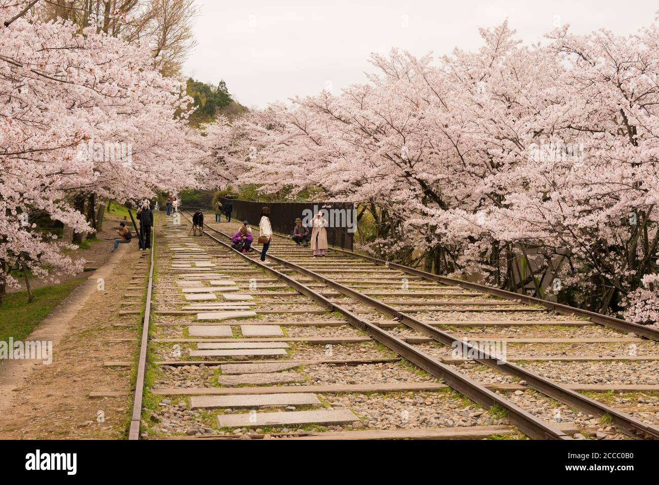 Fioritura dei ciliegi lungo il sito di Keage Incline a Kyoto, Giappone. Keage Incline è uno dei posti migliori per godersi la stagione della fioritura dei ciliegi a Kyoto. Foto Stock