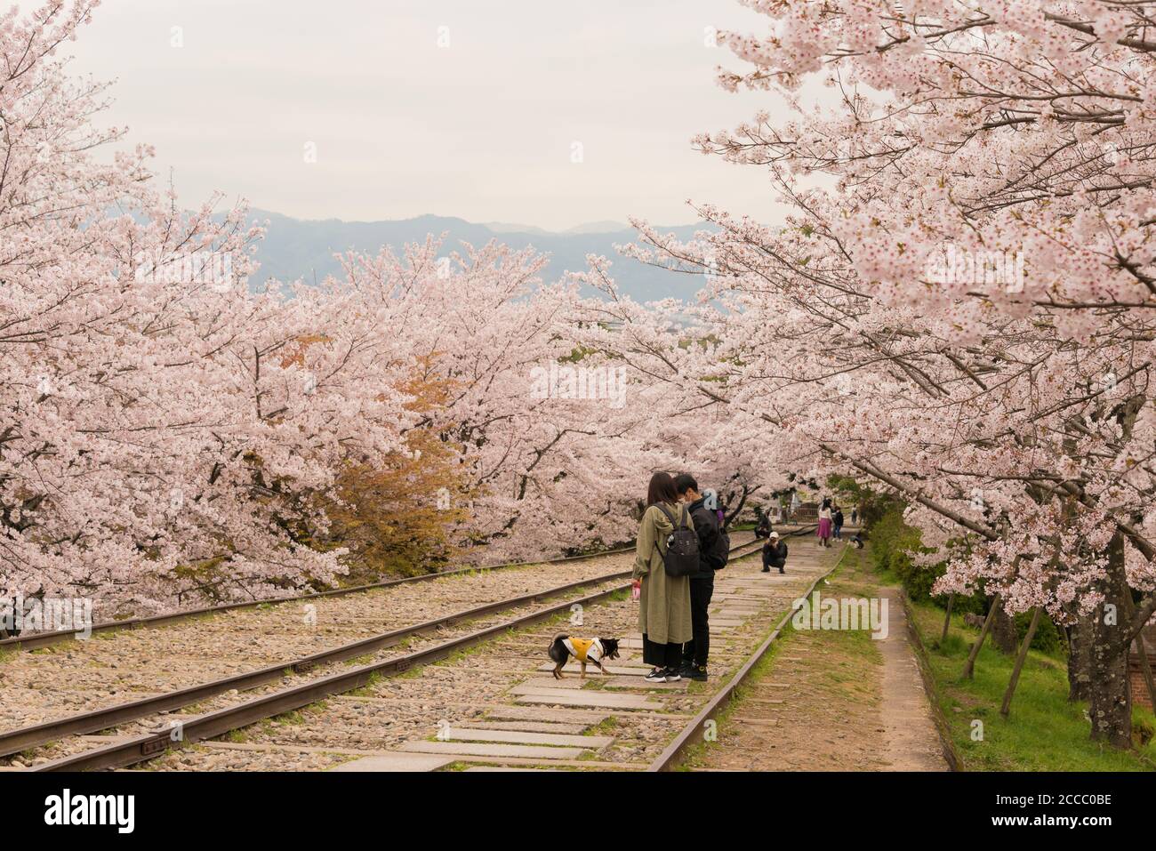 Fioritura dei ciliegi lungo il sito di Keage Incline a Kyoto, Giappone. Keage Incline è uno dei posti migliori per godersi la stagione della fioritura dei ciliegi a Kyoto. Foto Stock