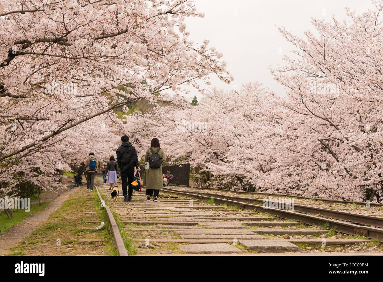 Fioritura dei ciliegi lungo il sito di Keage Incline a Kyoto, Giappone. Keage Incline è uno dei posti migliori per godersi la stagione della fioritura dei ciliegi a Kyoto. Foto Stock