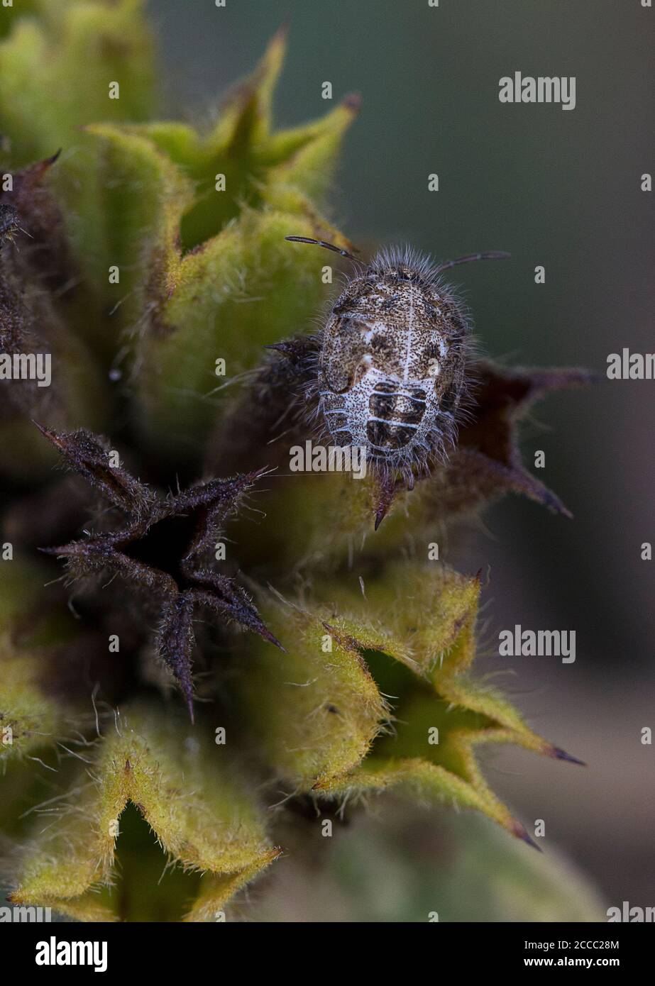 Shieldbug Ninfa, Staria lunata su Jerusalem Sage, Phlomis fruticosa Foto Stock