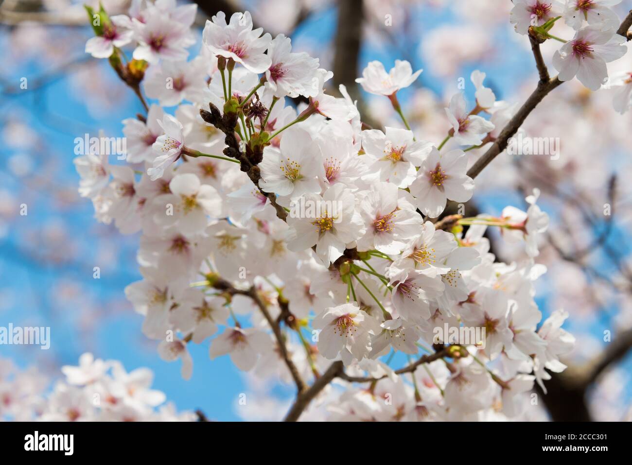 Kyoto, Giappone - la fioritura dei ciliegi a Philosopher's Walk (Tetsugaku-no-michi) a Kyoto, Giappone. Foto Stock