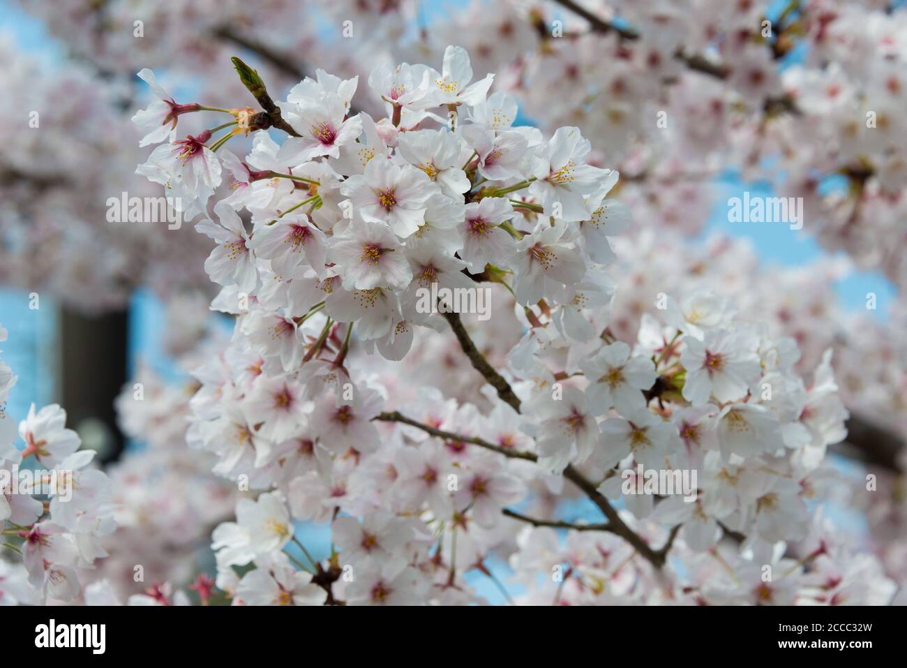 Kyoto, Giappone - la fioritura dei ciliegi a Philosopher's Walk (Tetsugaku-no-michi) a Kyoto, Giappone. Foto Stock