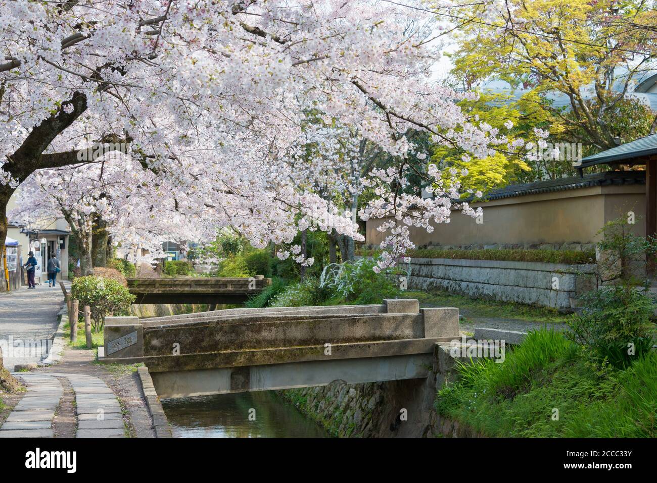 Kyoto Giappone Filosofia A Piedi Tetsugaku No Michi A Kyoto Giappone Si Tratta Di Un Sentiero Pedonale Che Segue Un Canale Costeggiato Da Alberi Di Ciliegio A Kyoto Foto Stock Alamy Kyoto Giappone Filosofia A Piedi Tetsugaku No Michi A Kyoto Giappone Si Tratta Di Un Sentiero Pedonale Che Segue Un Canale Costeggiato Da Alberi Di Ciliegio A Kyoto Foto Stock Alamy