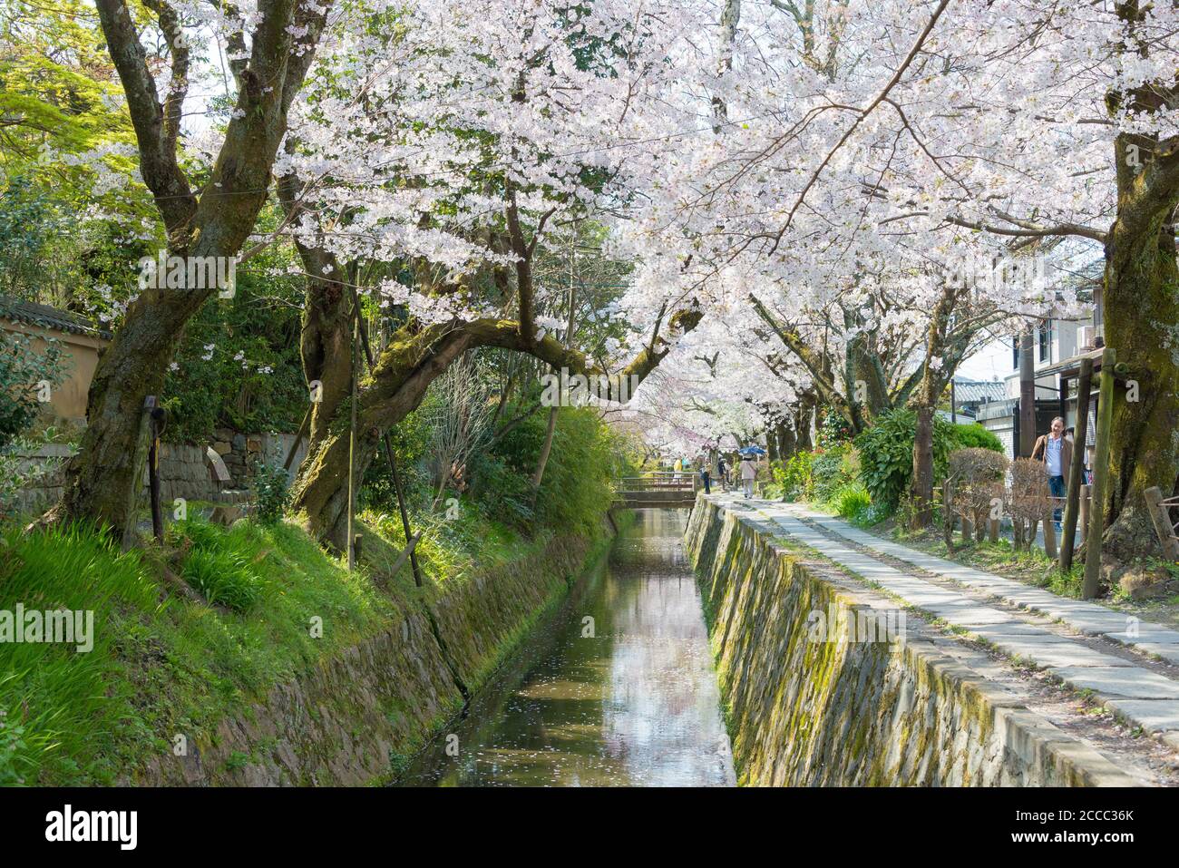 Kyoto, Giappone - Filosofia a piedi (Tetsugaku-no-michi) a Kyoto, Giappone. Si tratta di un sentiero pedonale che segue un canale costeggiato da alberi di ciliegio a Kyoto. Foto Stock