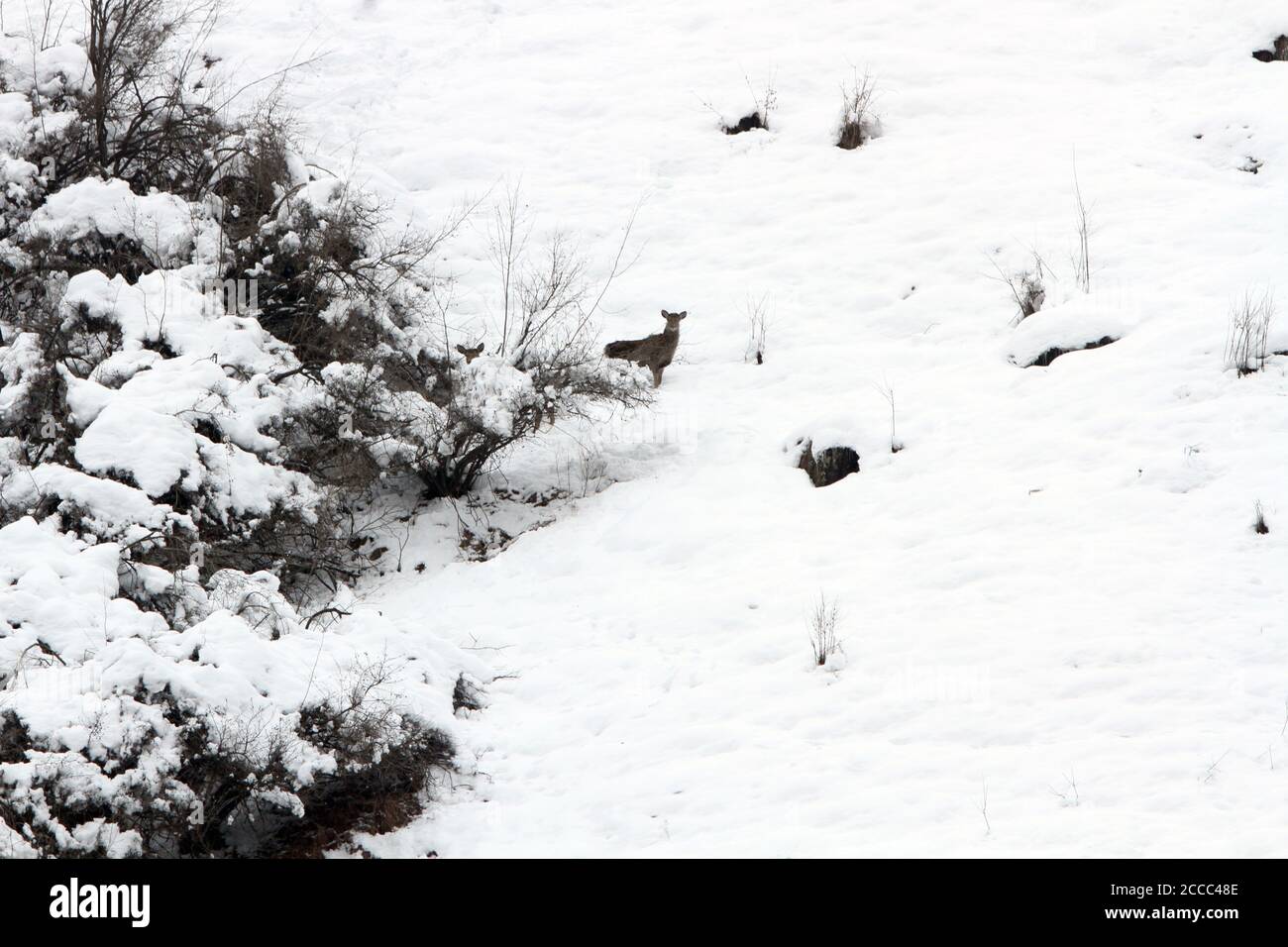 Kashmir Stag o Hangul Deer (Cervus canadensis hanglu) nella neve Foto Stock