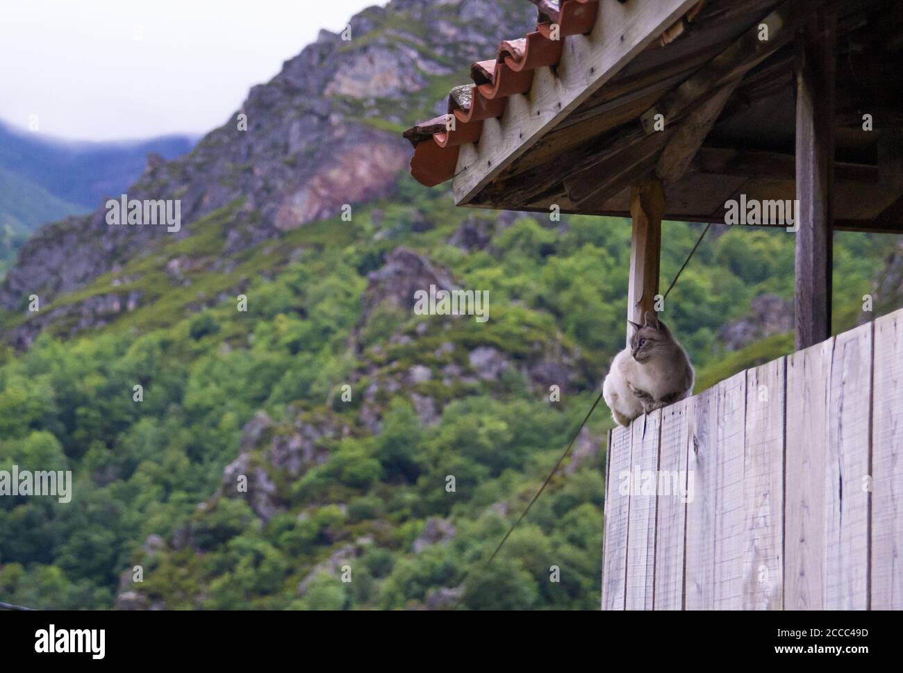 Gatto seduto in un padiglione su sfondo di montagna Foto Stock