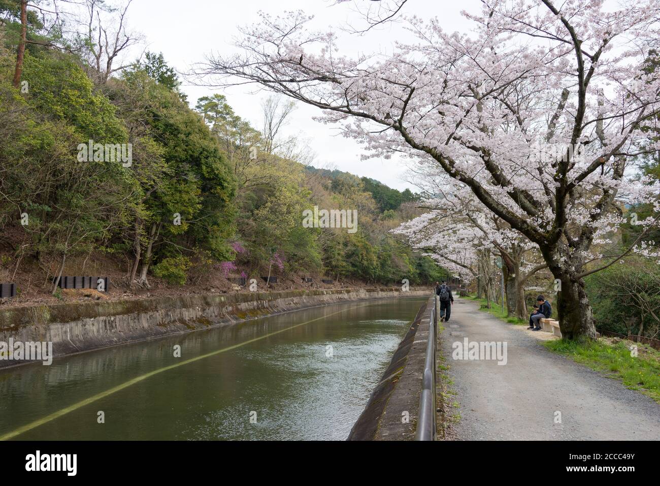 Kyoto, Giappone - fioritura dei ciliegi sul canale del lago Biwa (Biwako Sosui) a Yamashina, Kyoto, Giappone. Lago Biwa Canal è un canale navigabile in Giappone. Foto Stock