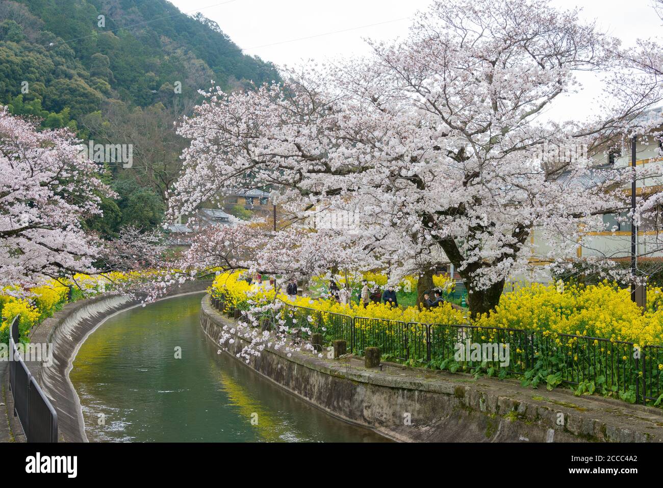 Kyoto, Giappone - fioritura dei ciliegi sul canale del lago Biwa (Biwako Sosui) a Yamashina, Kyoto, Giappone. Lago Biwa Canal è un canale navigabile in Giappone. Foto Stock