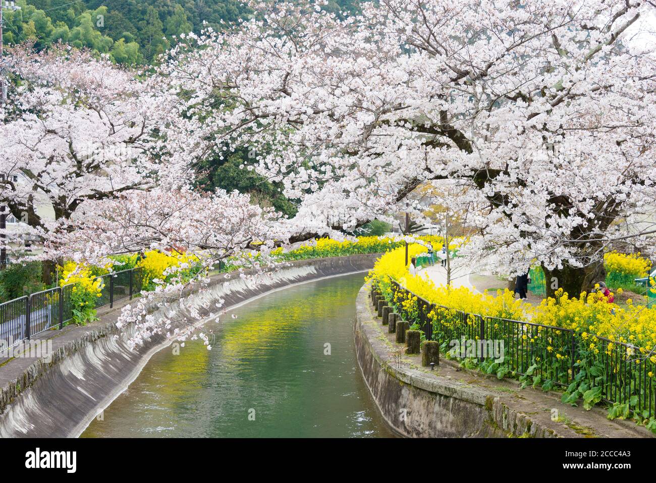 Kyoto, Giappone - fioritura dei ciliegi sul canale del lago Biwa (Biwako Sosui) a Yamashina, Kyoto, Giappone. Lago Biwa Canal è un canale navigabile in Giappone. Foto Stock