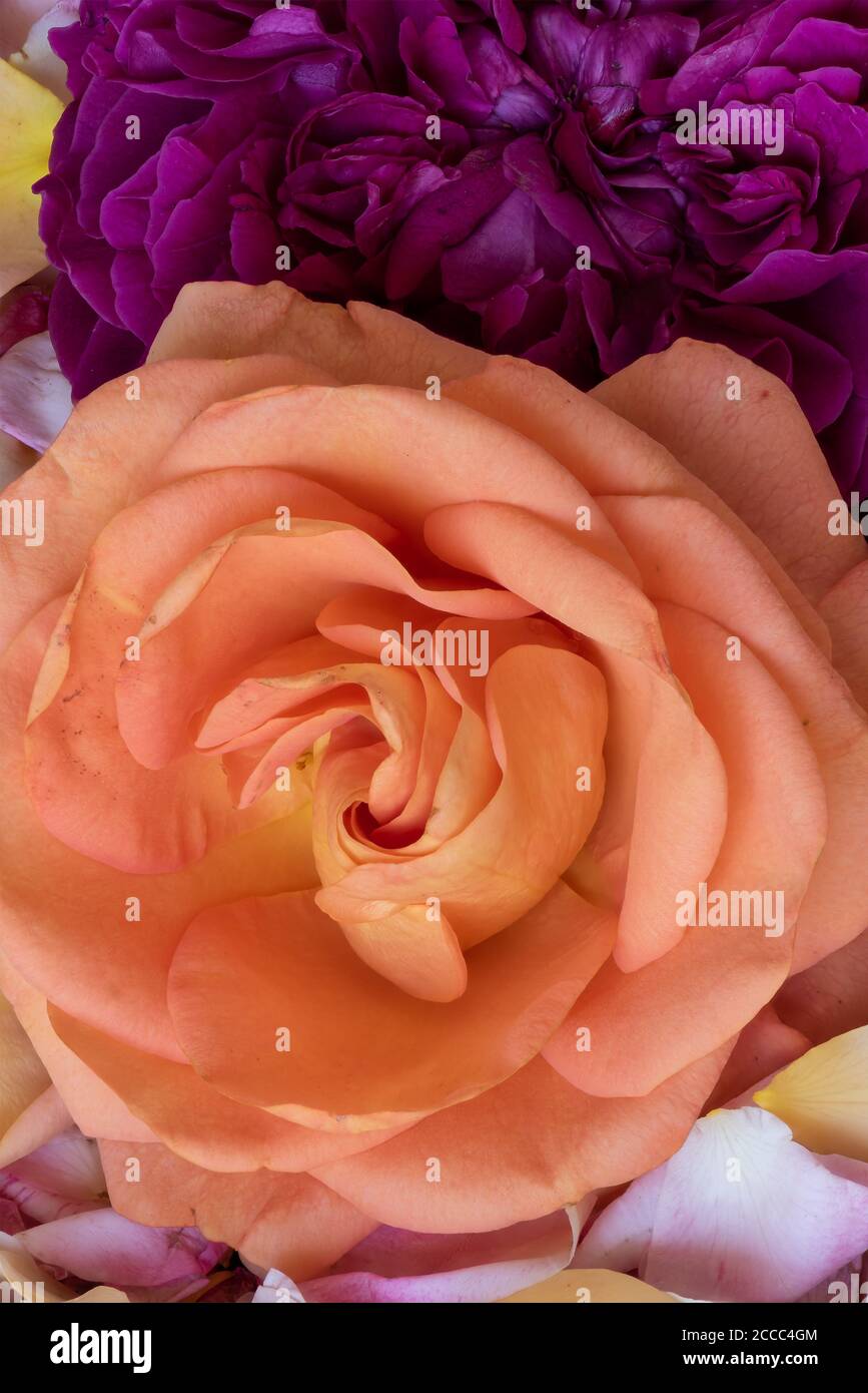 Scarica Sfondi 4k Rose Rosa Close Up Estate Boccioli Di Rosa Fiori Rose Besthqwallpapers Com Carta Da Parati A Fiori Boccioli Di Rosa Fiori