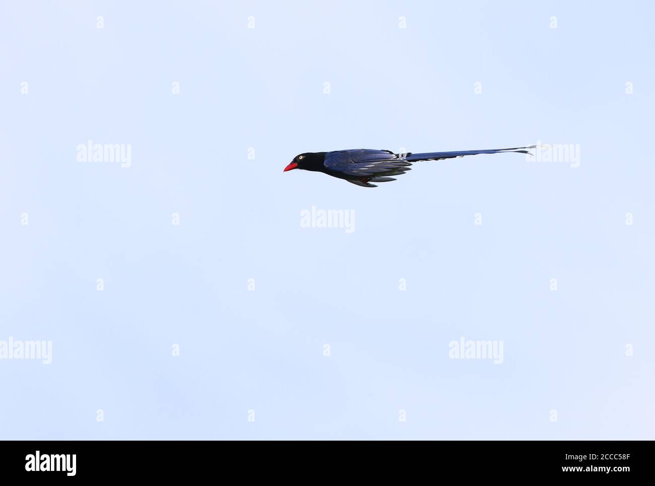 Taiwanese Blue Magpie (Urocissa caerulea) che scivola in alto. Chiamato anche Formosan Blue Magpie Foto Stock