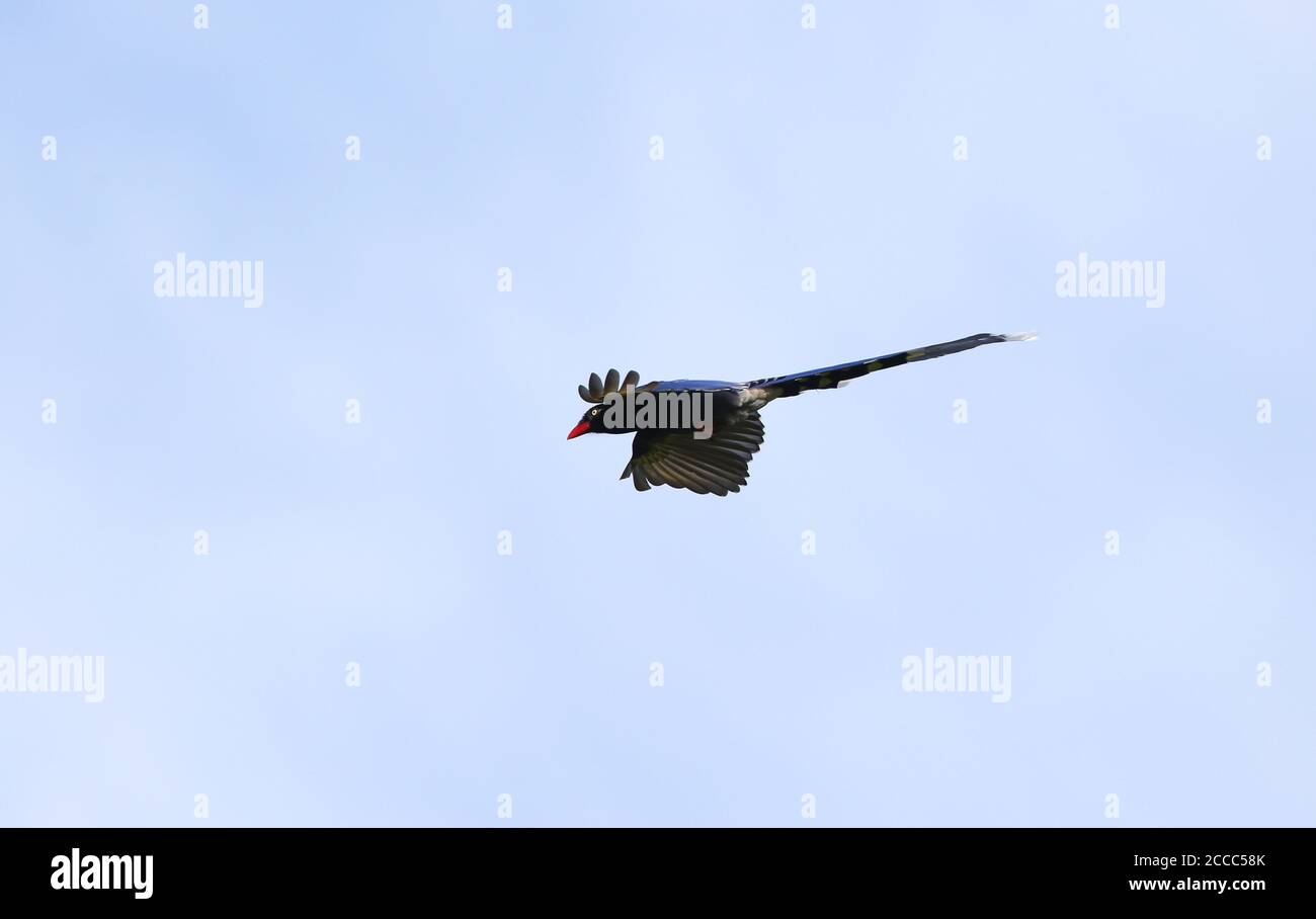 Taiwan Blue Magpie (Urocissa caerulea) che vola in alto. Chiamato anche Formosan Blue Magpie Foto Stock