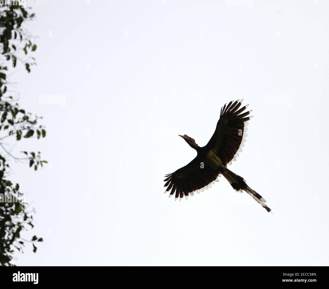 Hornbill (Rhinoplax viril) che sorvola la foresta pluviale tropicale della valle del Danum, Sabah, Borneo Malesia. Foto Stock