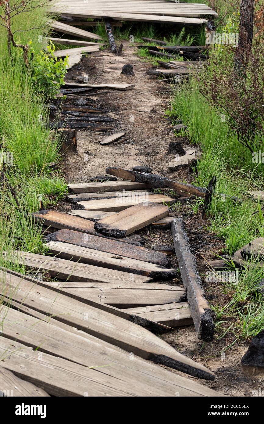 La riserva naturale comune di Thurley broadwalk rimane dopo gli incendi selvatici sparsi nel maggio 2020 oltre 50 ettari devastando un terzo della riserva. Foto Stock