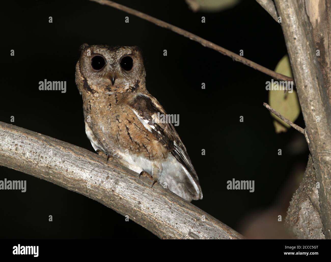 Scops-owl indiano (Otus bakkamoena) di notte in un albero Foto Stock