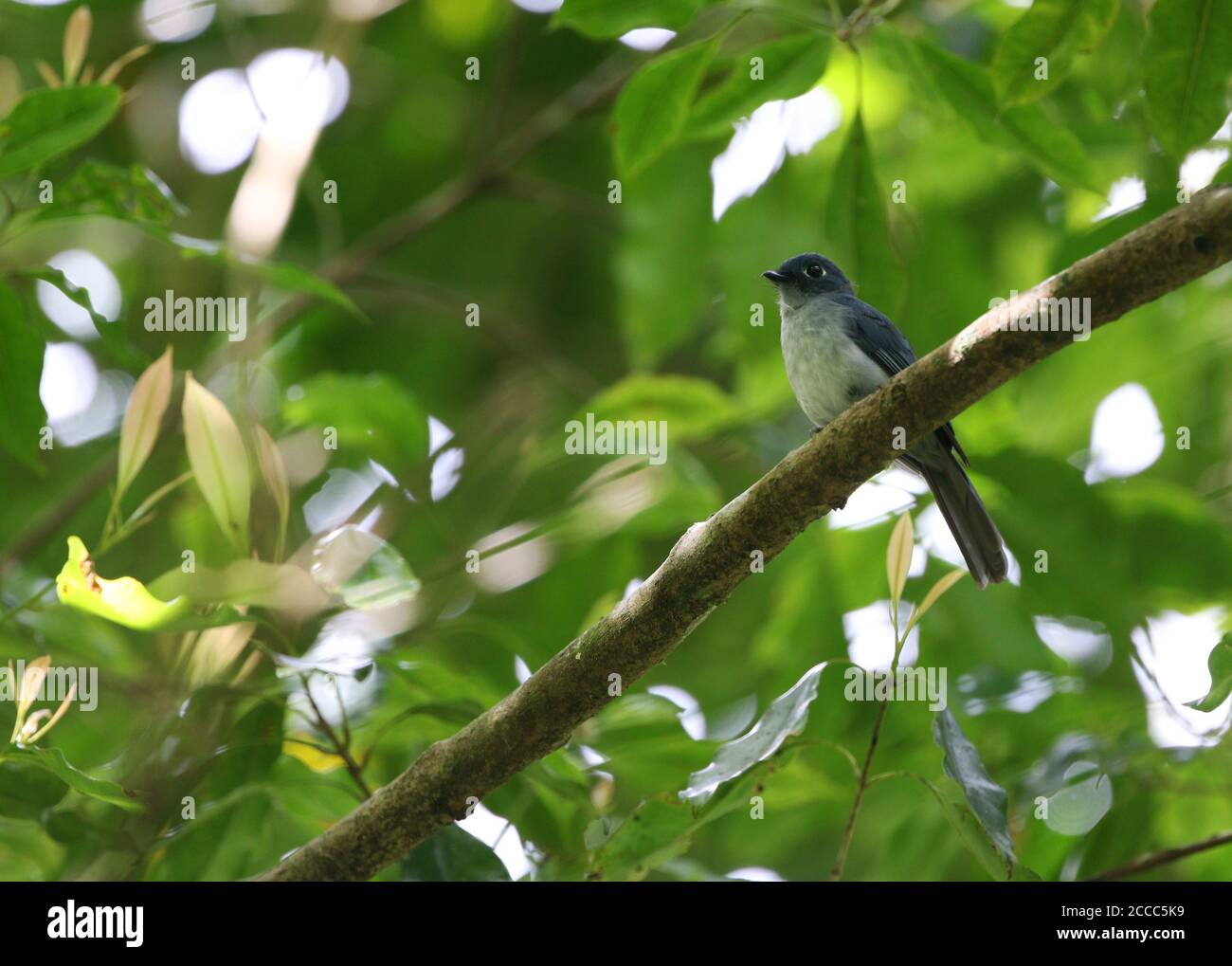 Criticamente minacciato paradiso ceruleo flycatcher (Eutrichomyias rowleyi) arroccato su un ramo nel sottopiano della foresta pluviale tropicale, isole Sangihe, Foto Stock