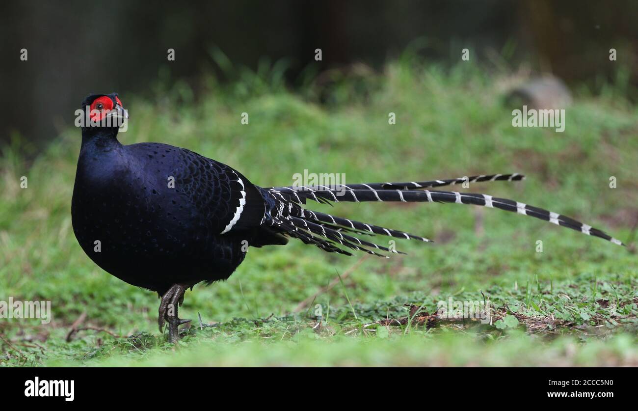 Mikado Pheasant (Syrmaticus mikado), un uccello nazionale non ufficiale di Taiwan. Endemico delle regioni montane di Taiwan Foto Stock