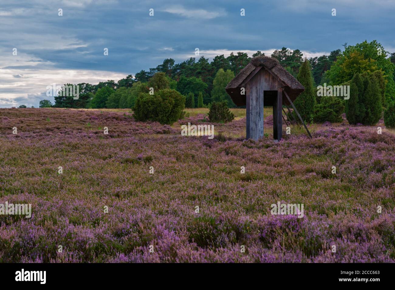 Blühende Blumen in der Lüneburger Heide Foto Stock