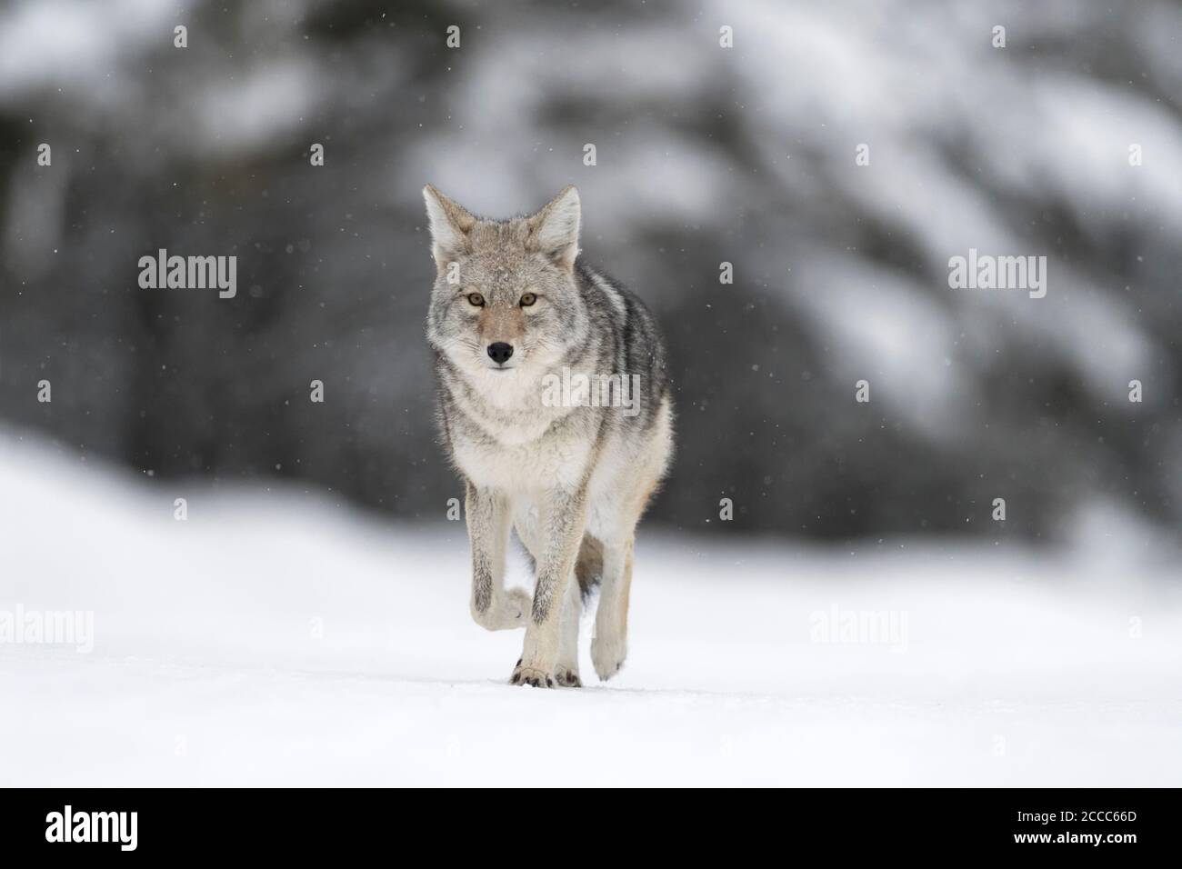 Coyote / Kojote ( Canis latrans ), in inverno, passeggiate sulla neve congelata, deboli nevicate, guardando, sfondo naturale, chiudere il contatto visivo, Yellowstone NP Foto Stock