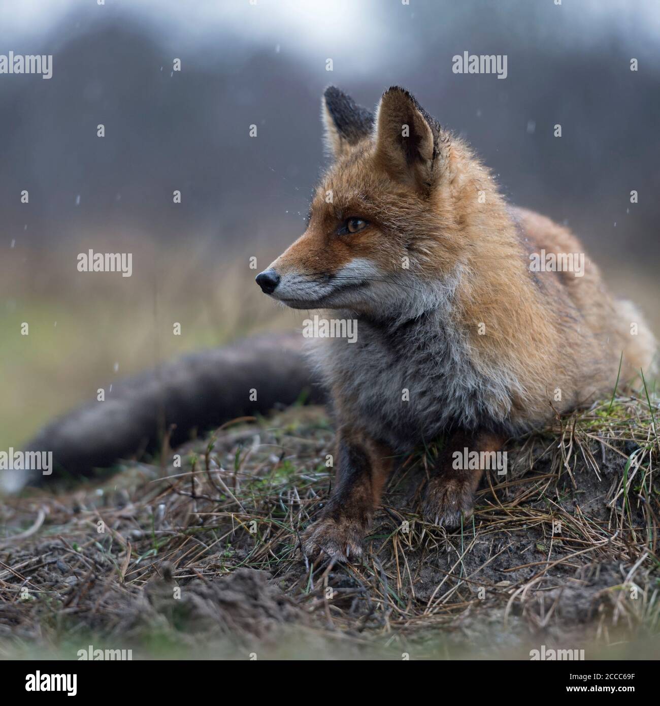 Red Fox / Rotfuchs ( Vulpes vulpes ) adulto , che si trova, poggiando su una piccola manopola, guarda da parte con attenzione, in una giornata piovosa, la fauna selvatica, Europa. Foto Stock