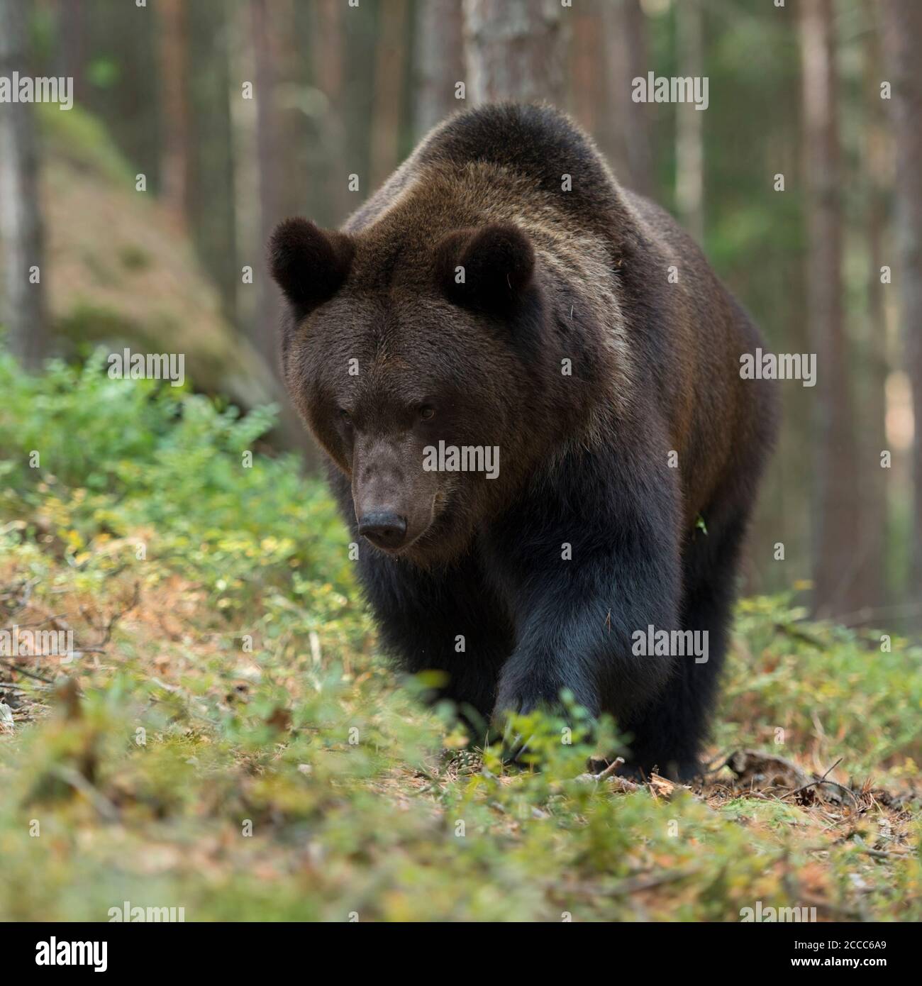 Unione orso bruno / Braunbaer ( Ursus arctos ), forte e potente per adulti, camminando attraverso il undergrwoth di una foresta, proveniente da vicino guarda arrabbiato, UE Foto Stock