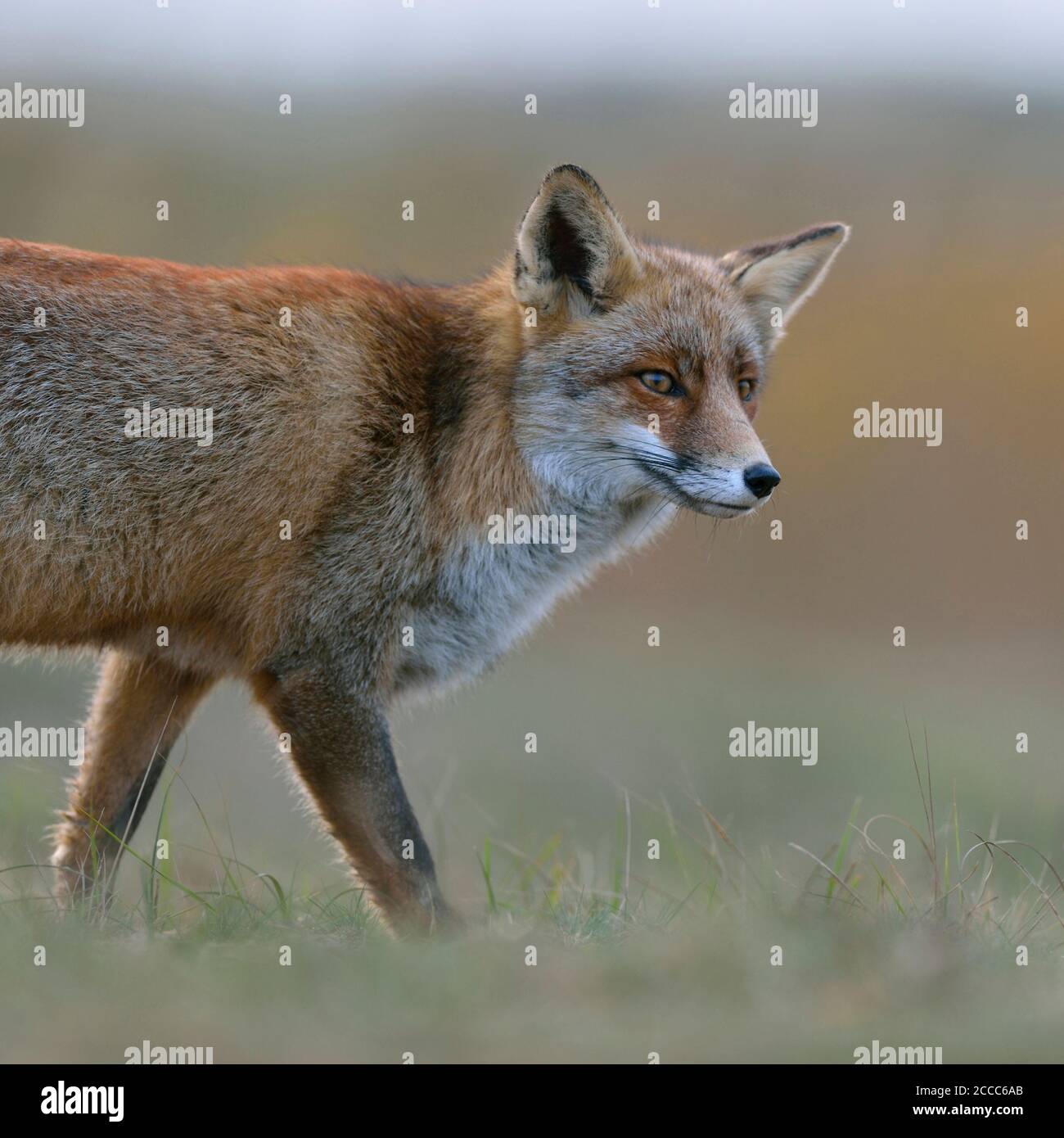 Red Fox / Rotfuchs ( Vulpes vulpes ) guardando curioso, luce morbida, vicino, metà corpo, fauna selvatica, l'Europa. Foto Stock