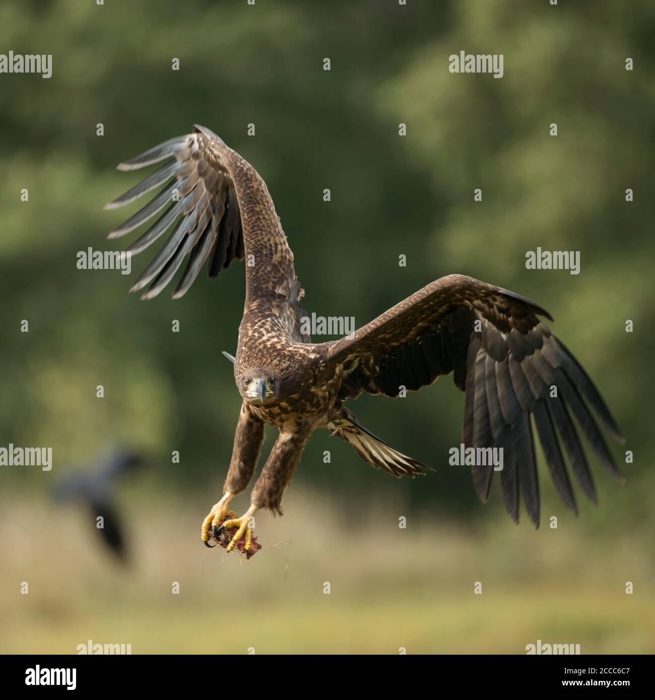 White-tailed Eagle / Sea Eagle / Seeadler ( Haliaeetus albicilla ) giovane adolescente in volo, battenti in, arrivando, con appeso artigli, potente fron Foto Stock