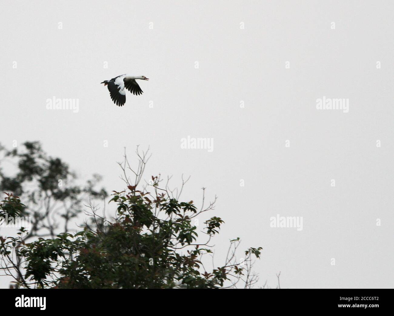 Anatra alata bianca (Asarcornis scutulata) che chiama in fligh. Volare sopra la foresta pluviale pianeggiante baldacchino in modo Kambas, Sumatra, Indonesia. Foto Stock