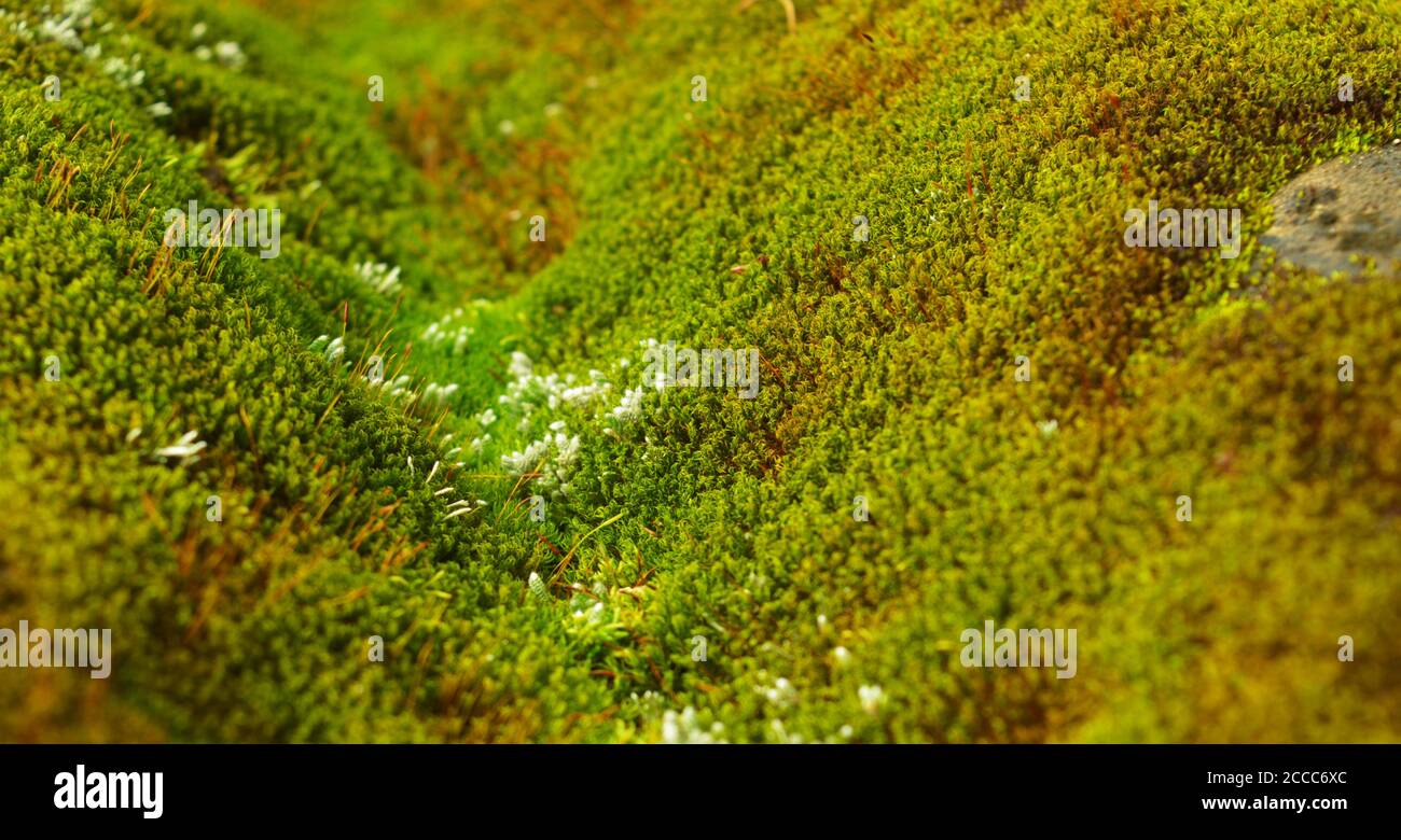 Moss o Bryophyta, sono piccole piante non vascolari senza flusso che formano tipicamente grumi verdi densi o stuoie, spesso in luoghi umidi o ombreggiati. Foto Stock