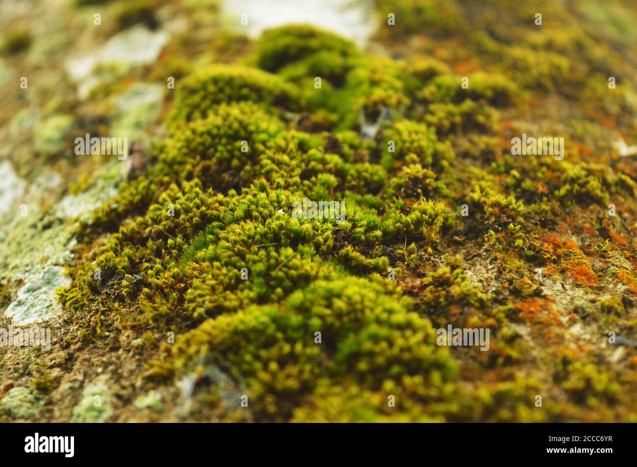 Moss o Bryophyta, sono piccole piante non vascolari senza flusso che formano tipicamente grumi verdi densi o stuoie, spesso in luoghi umidi o ombreggiati. Foto Stock