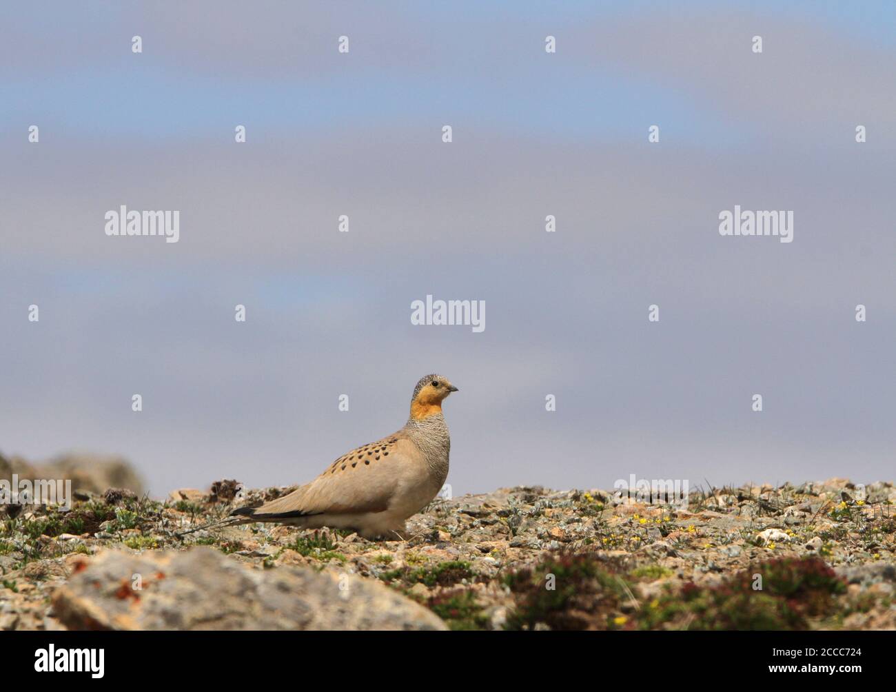 Tibetano Sandgrouse (Syrhaptes tibetanus) un maschio arroccato tra le rocce Foto Stock