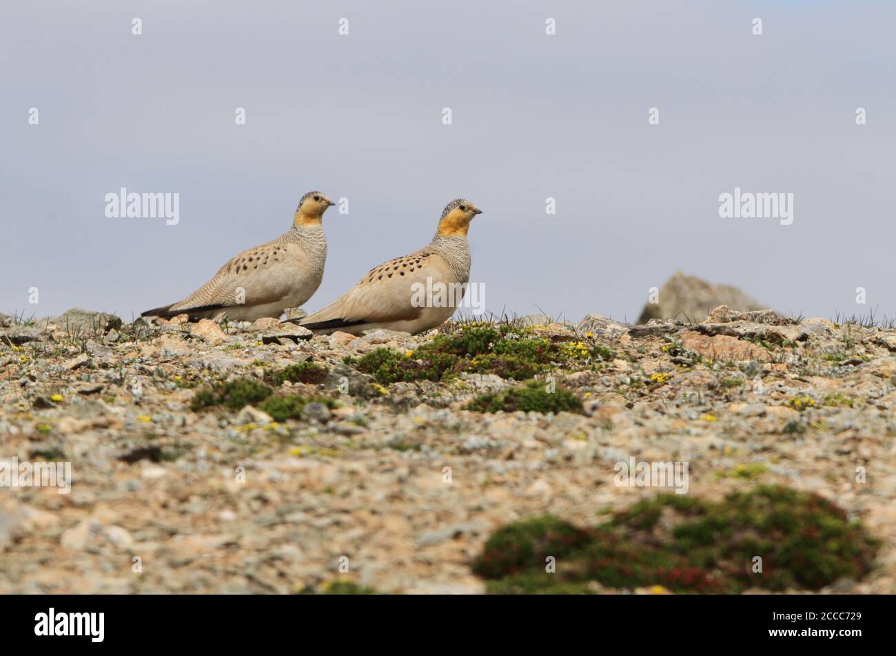 Tibetano Sandgrouse (Syrhaptes tibetanus) due arroccati nel deserto Foto Stock