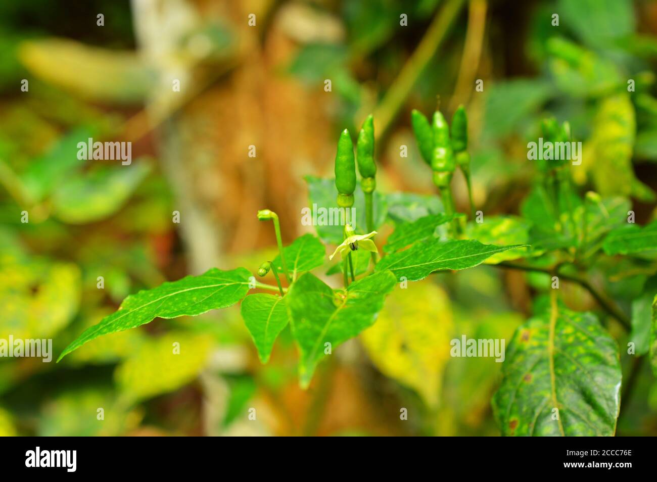 immagine di peperoncino verde su pianta.. Questa particolare immagine mostra la varietà kandhari del kerala. Foto Stock