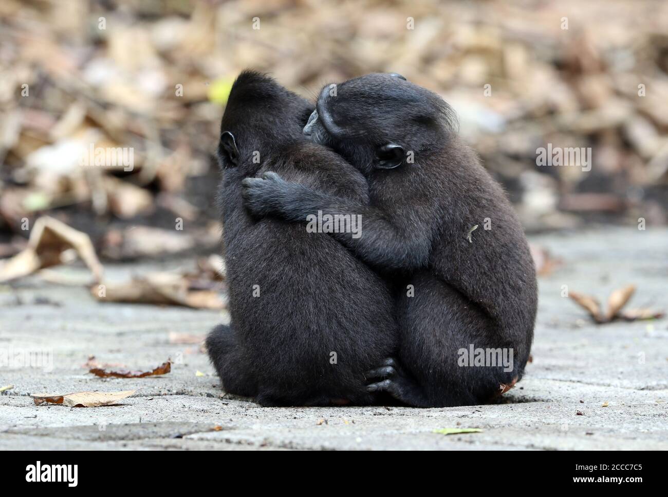 Celebes crested o Sulawesi crested macaque (Macaca nigra) giovane che gioca duro sulla strada Foto Stock