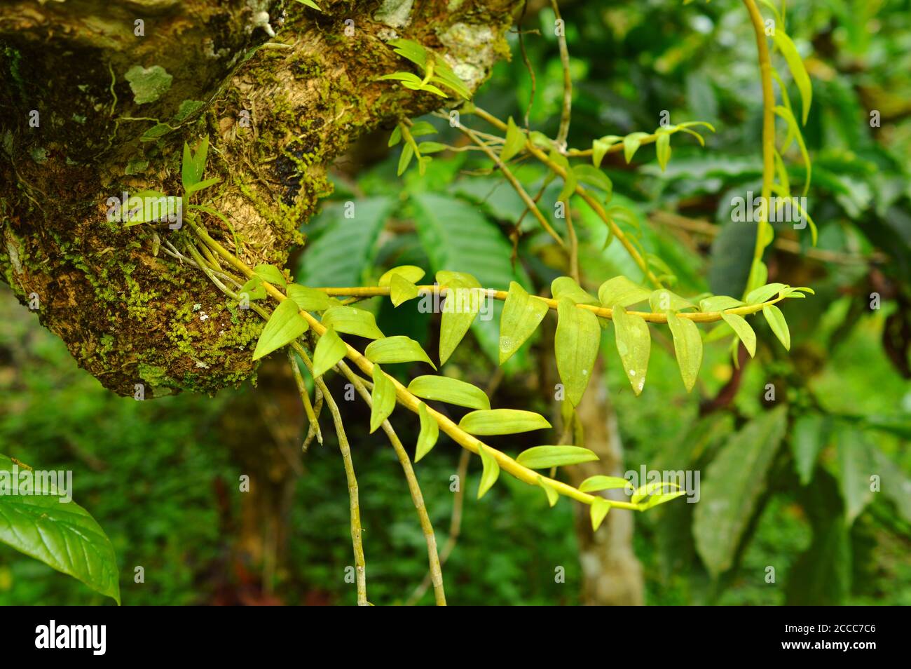 piante parassitarie che crescono sulla corteccia di un altro albero. Questi alberi dipendono dall'ospite per nutrizione ed hanno le loro radici fissate dentro loro. Foto Stock