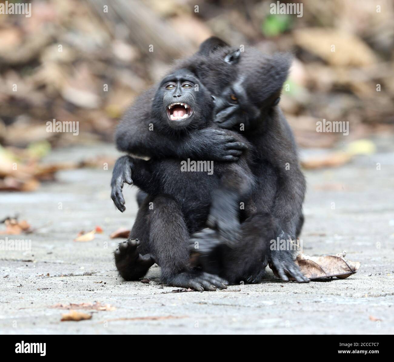 Celebes crested o Sulawesi crested macaque (Macaca nigra) giovani che giocano e piangano sulla strada Foto Stock