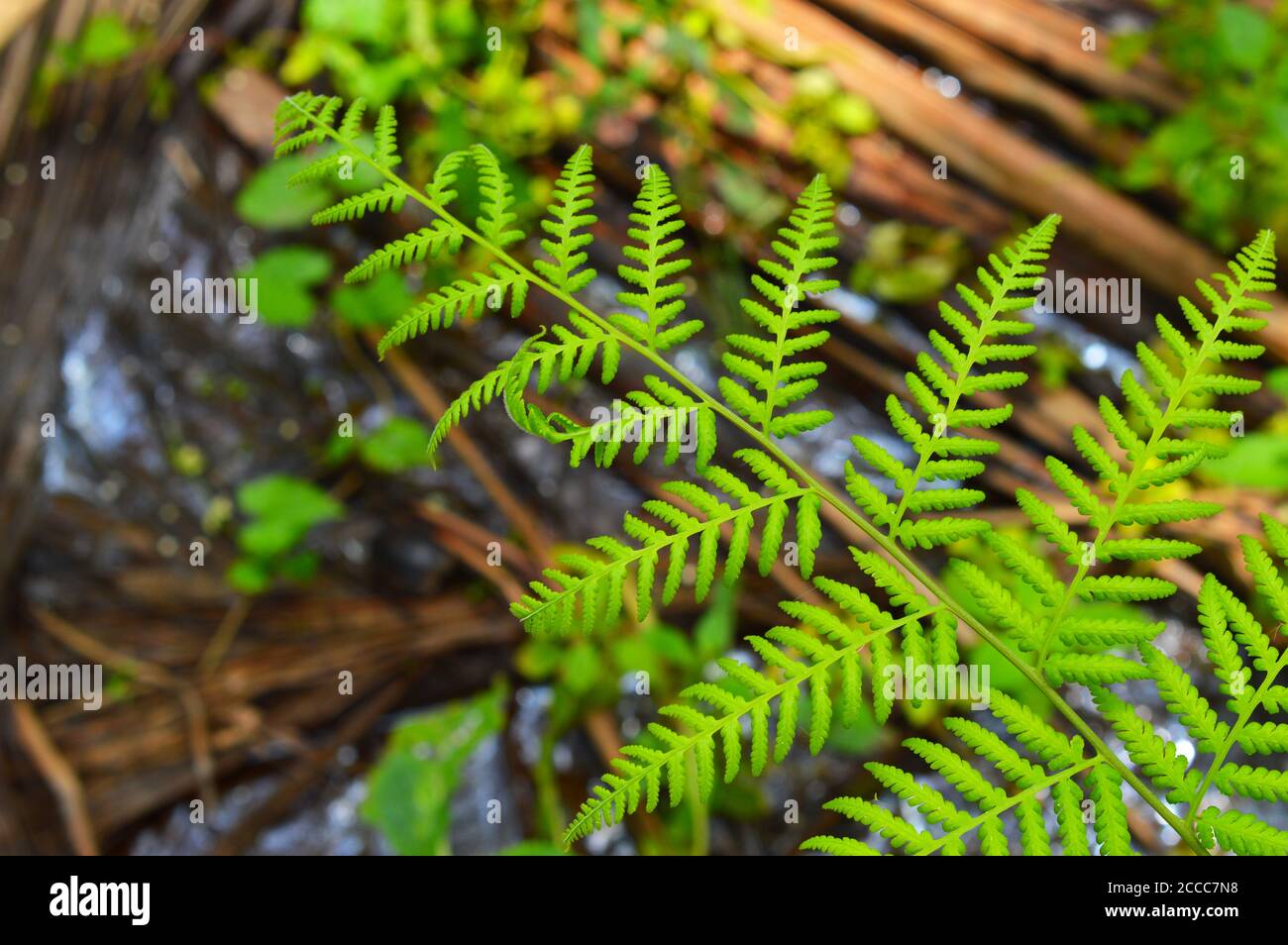 Le foglie di Fern sono disponibili in un'abbondanza di colori, forme e dimensioni, dalla semplice foglia di osta a forma di cuore a una foglia filigrana decorativa Foto Stock