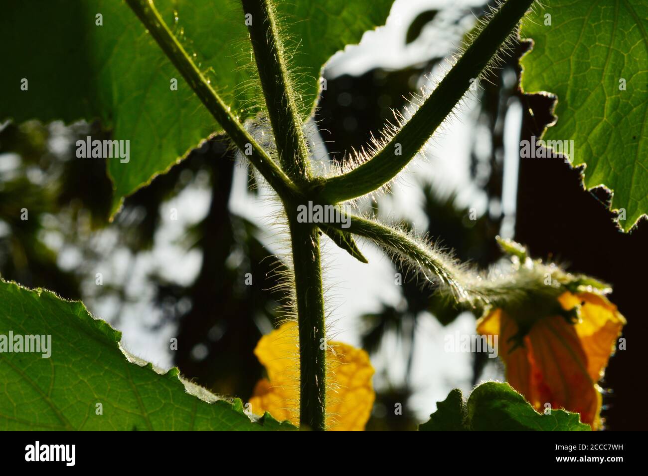 l'immagine mostra piccoli picchi su una vite di zucca con alcune parti di infocus. La luce sulle punte delle viti rende l'immagine più bella. Foto Stock