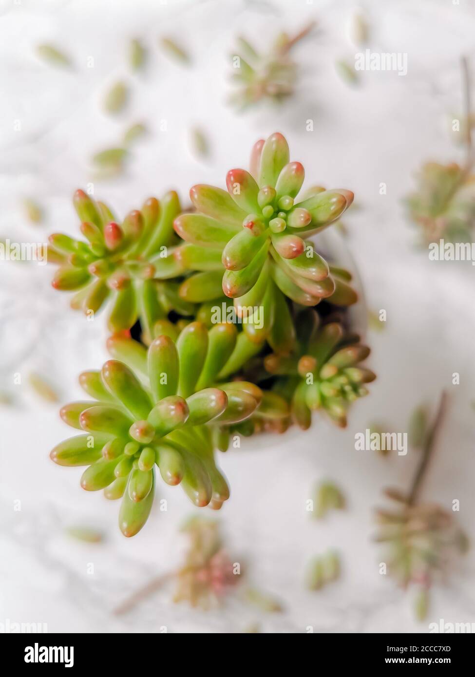 Fagiolini pianta o sedum rubrotinctum aurora pianta e talee su sfondo bianco Foto Stock Fagiolini pianta o sedum rubrotinctum aurora pianta e talee su sfondo bianco Foto Stock
